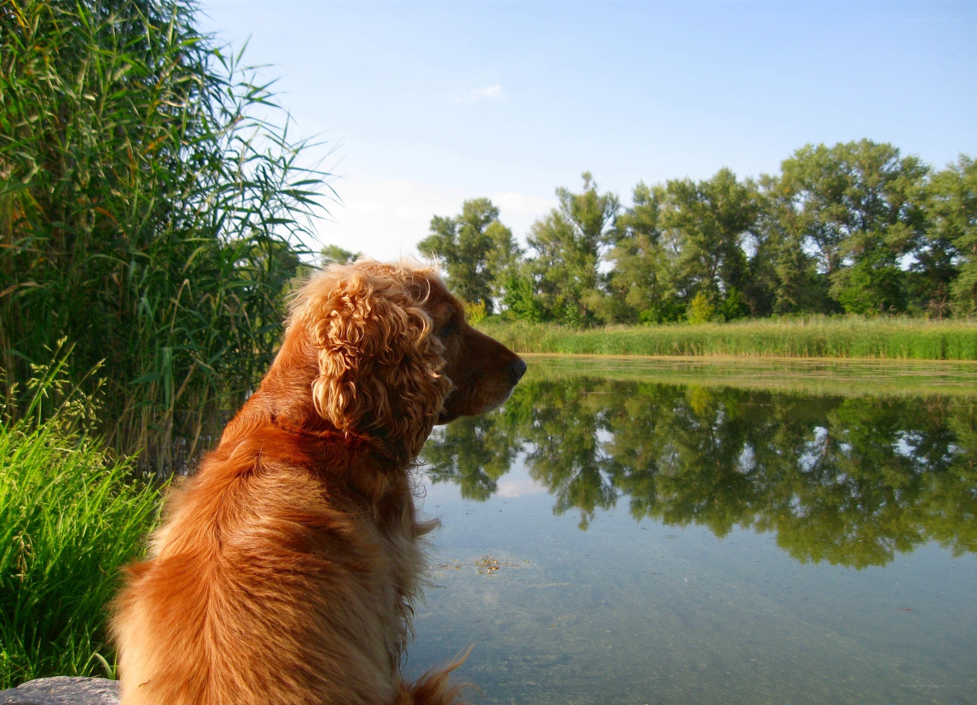 Dog by the lake