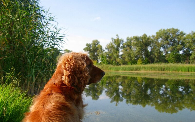 Dog by the pond