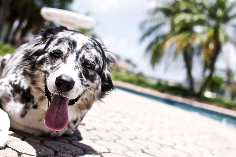 dog by the pool