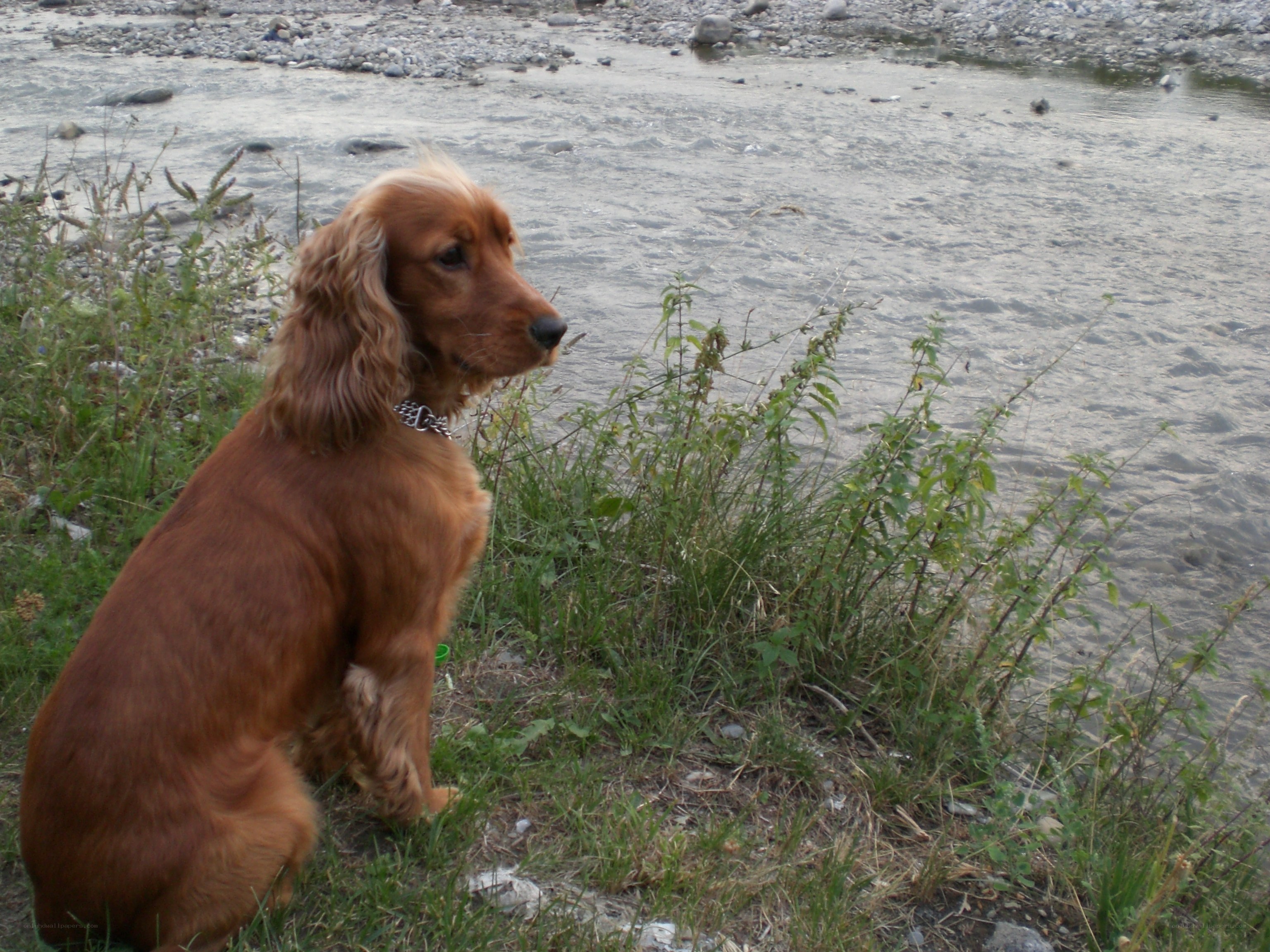 Dog by the riverbank