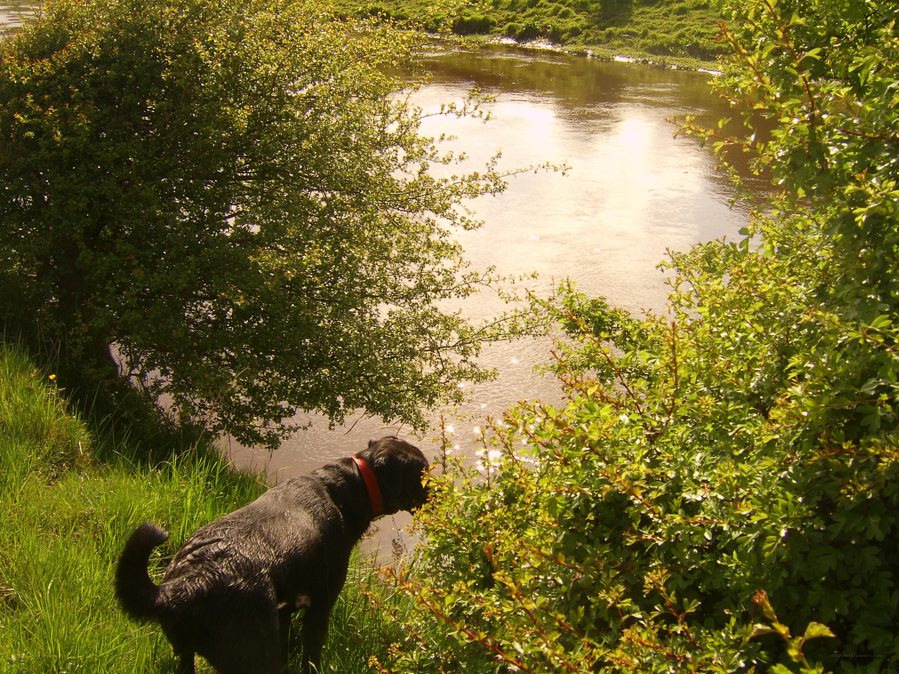 dog by the riverbank