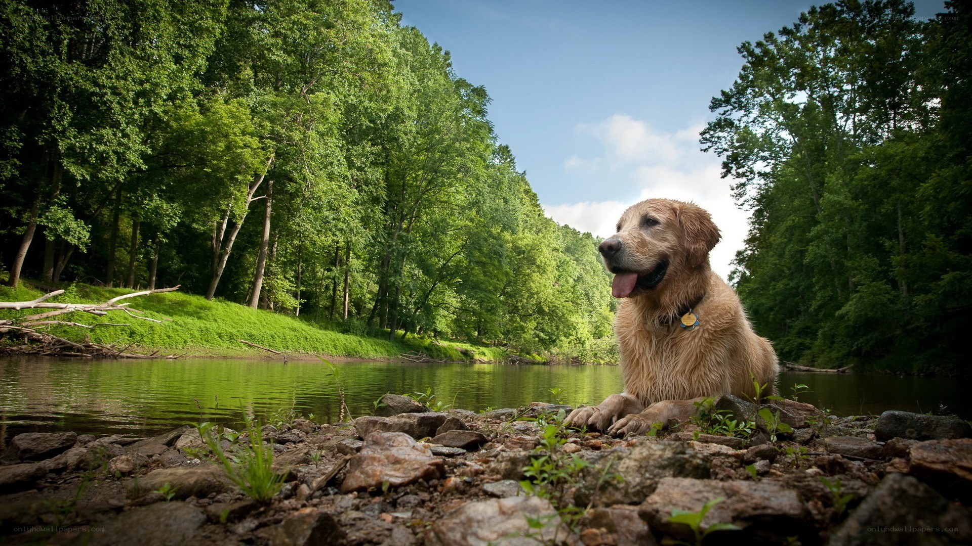 dog by the riverbank
