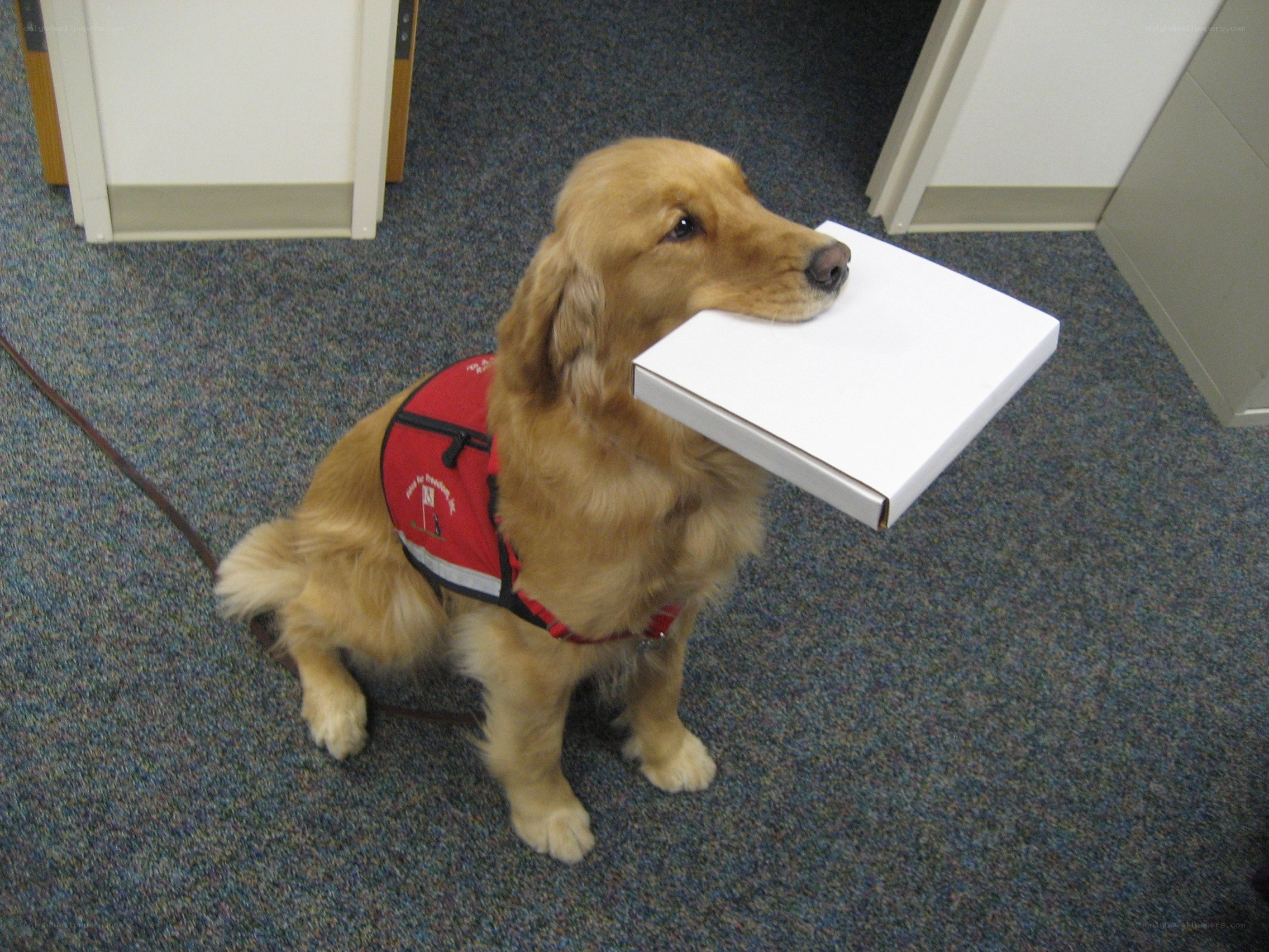 Dog carrying a box