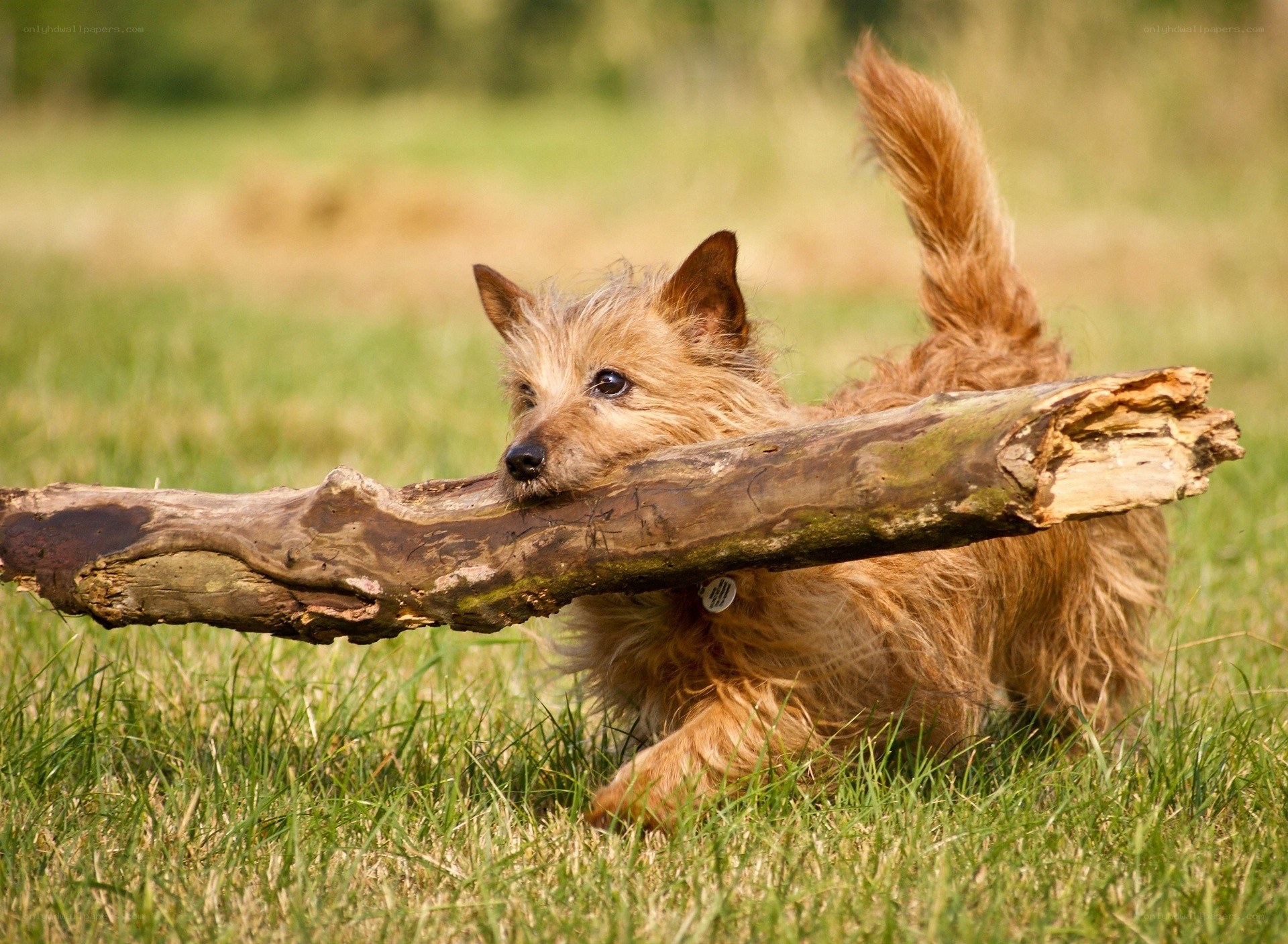dog carrying a large stick