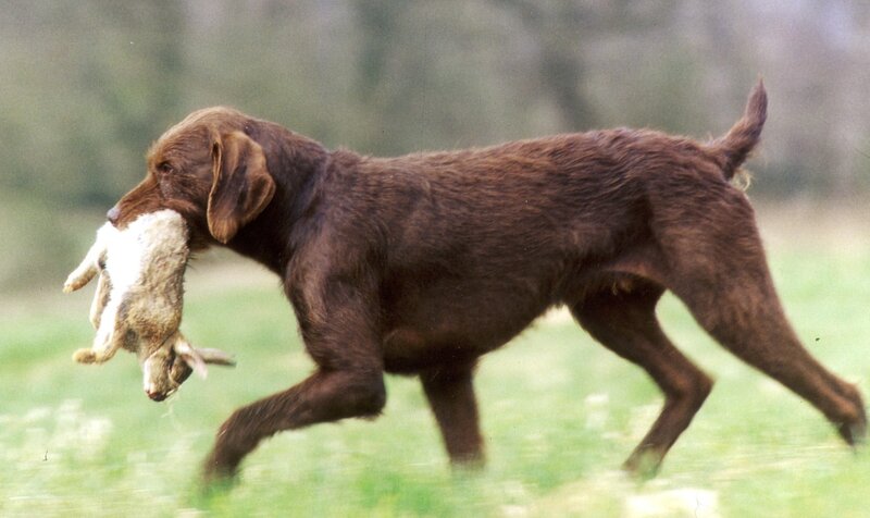 dog carrying a rabbit