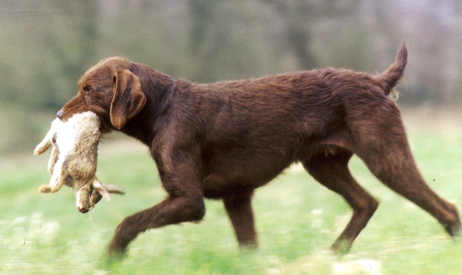 dog carrying a rabbit