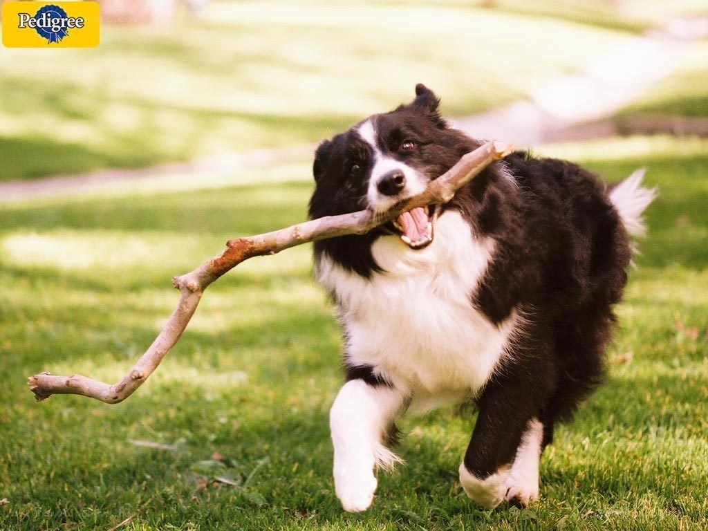 dog carrying a stick