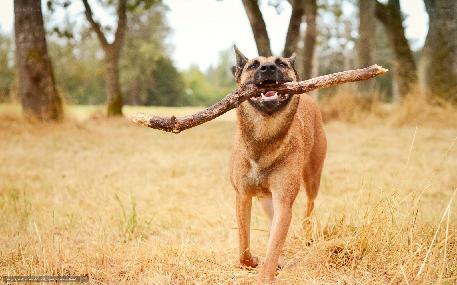 dog carrying a stick