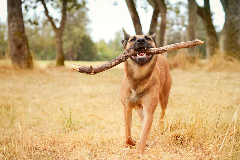 Dog Carrying Stick — Brown, Playful