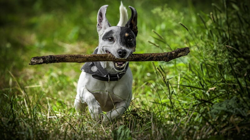 Dog Carrying Stick — Green, Playful
