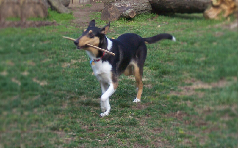 Dog Carrying Stick — Green