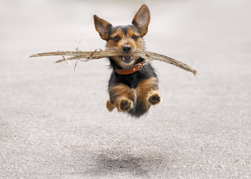 Dog Carrying Stick