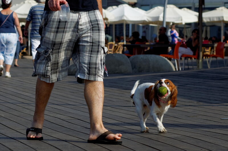 Dog Carrying Tennis Ball