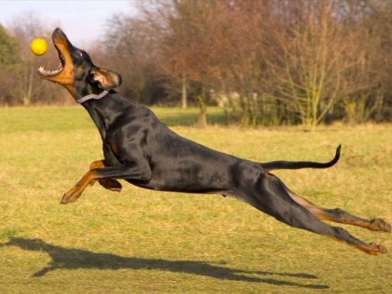 dog catching a ball