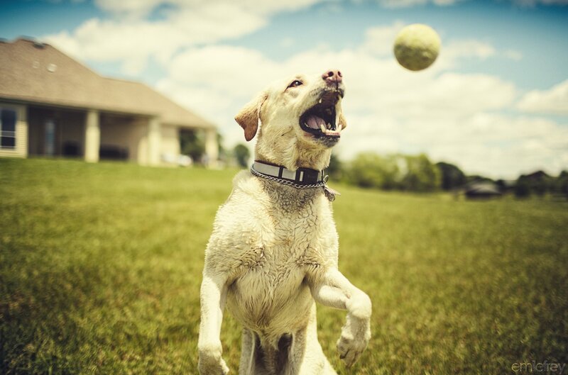 dog catching a ball