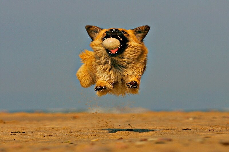 Dog Catching Ball