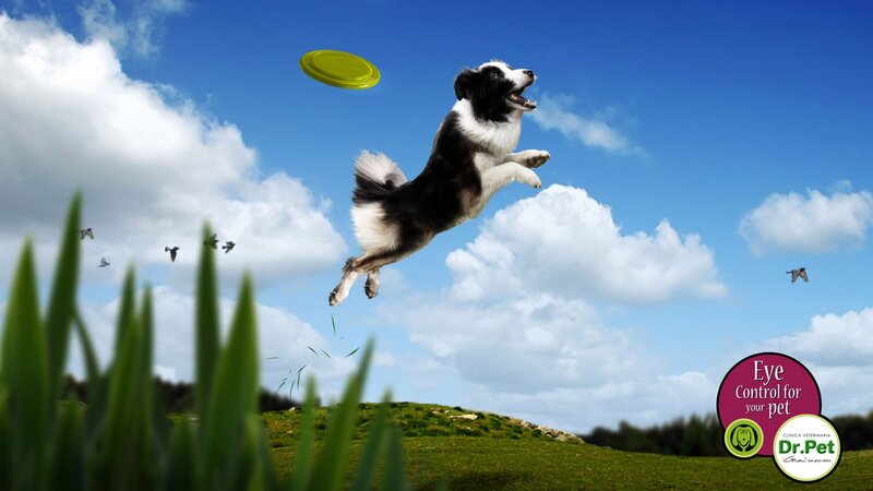 Dog Catching Frisbee — Blue, Active