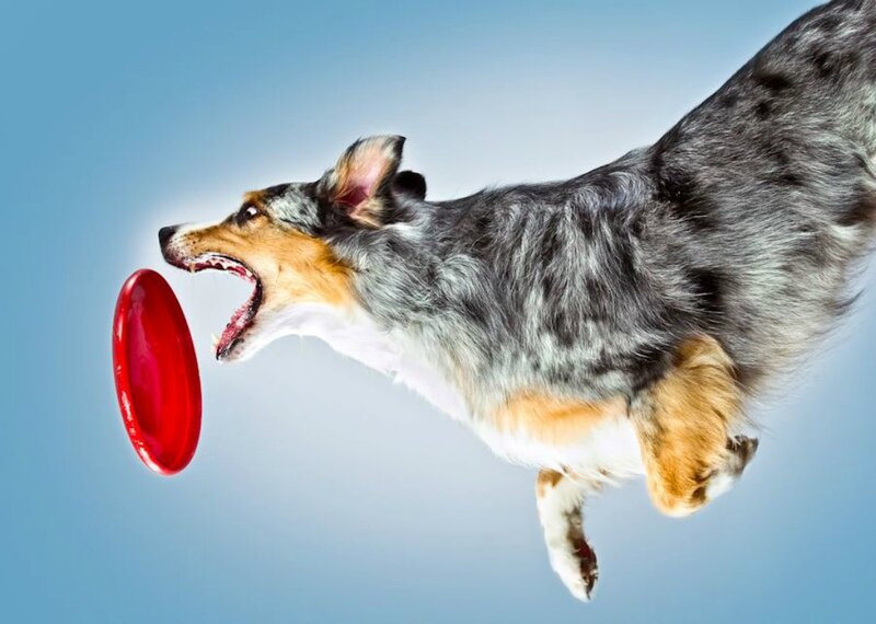 Dog Catching Frisbee — Blue
