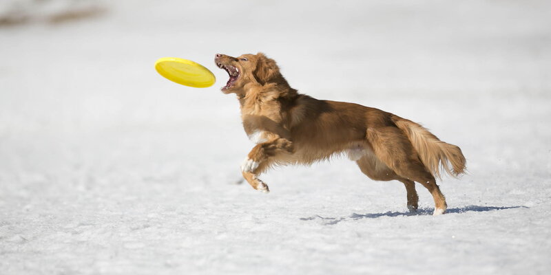 Dog Catching Frisbee — Brown
