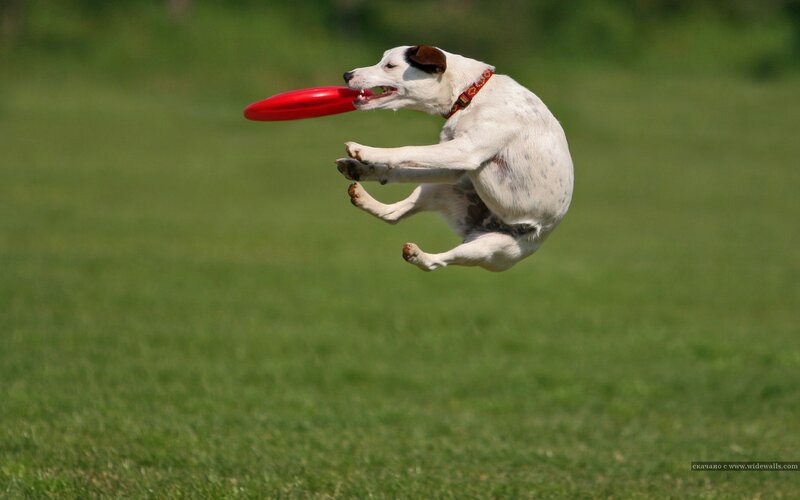Dog Catching Frisbee — Green, Active, Afternoon