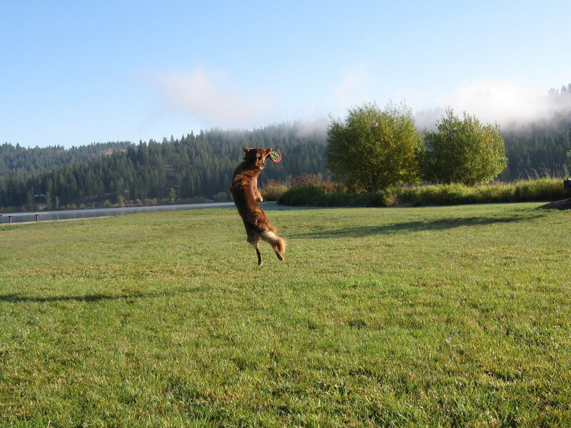 Dog Catching Frisbee — Green, Serene