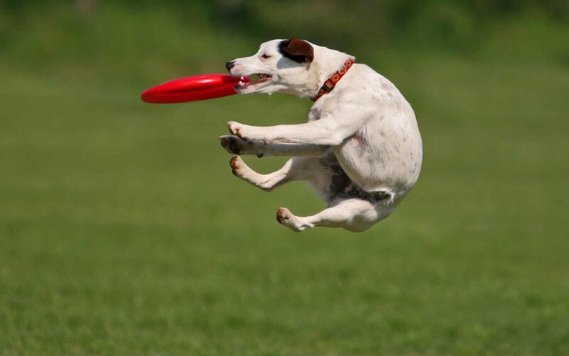 Dog Catching Frisbee — Green