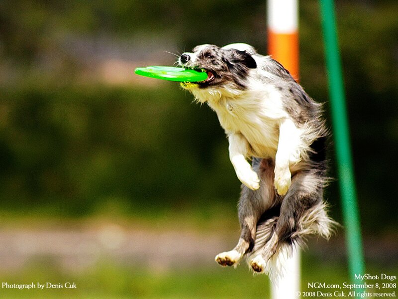 dog catching frisbee in mid-air
