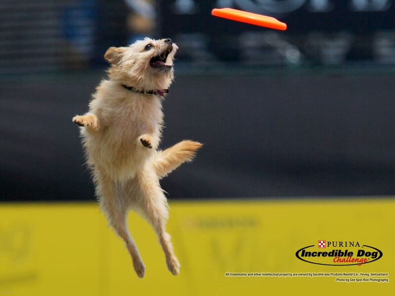 dog catching frisbee in mid-air