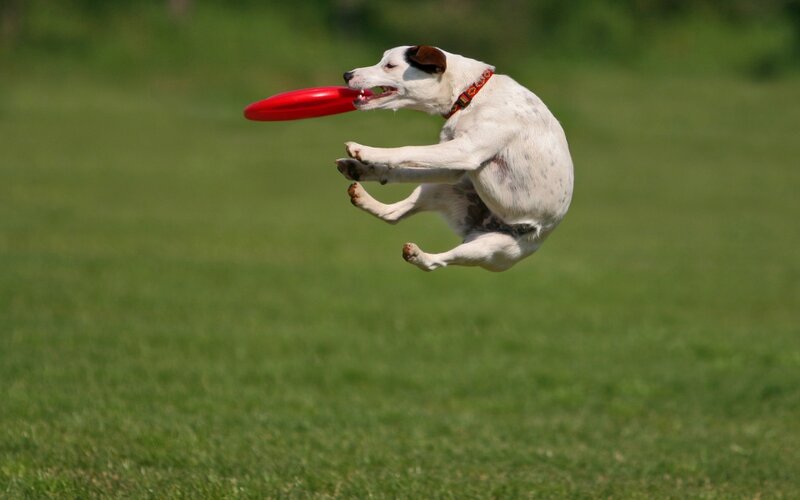 dog catching frisbee in mid-air