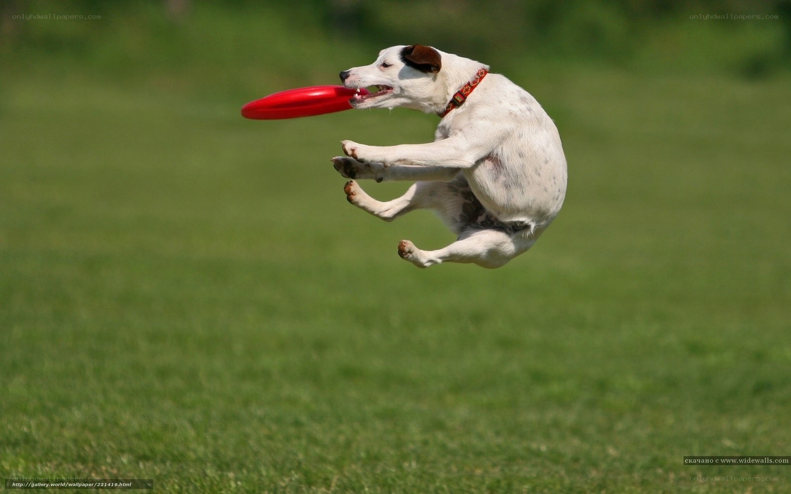 dog catching frisbee in mid-air
