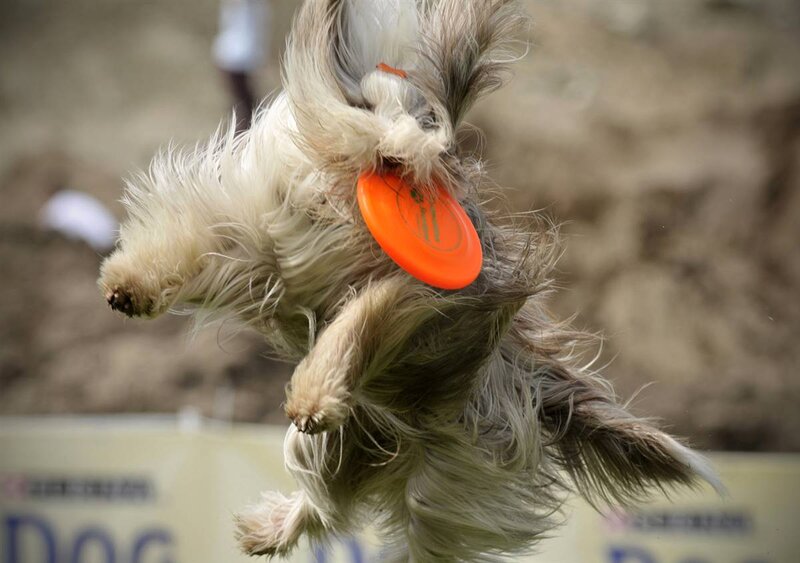 Dog Catching Frisbee — Orange