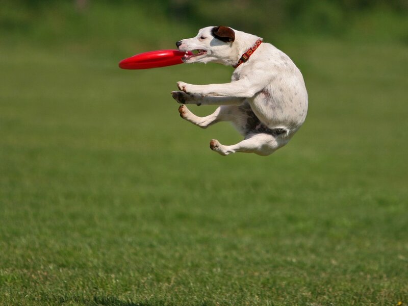Dog Catching Frisbee