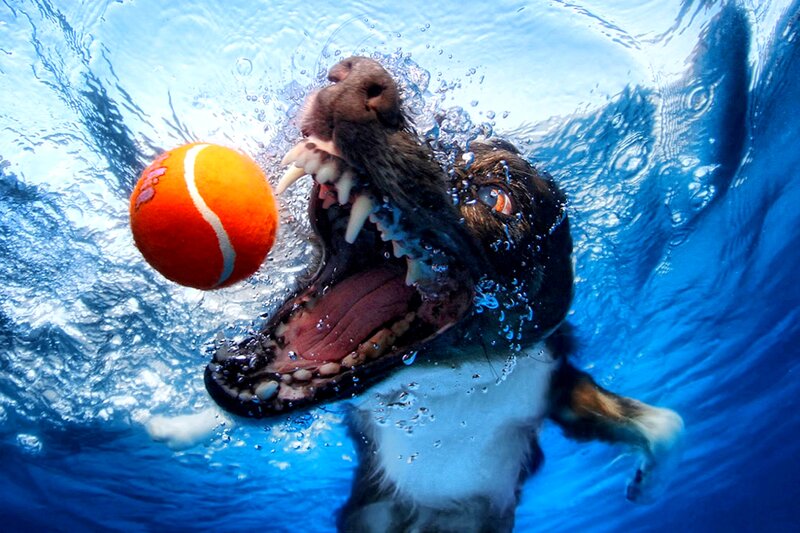 Dog Catching Tennis Ball — Blue