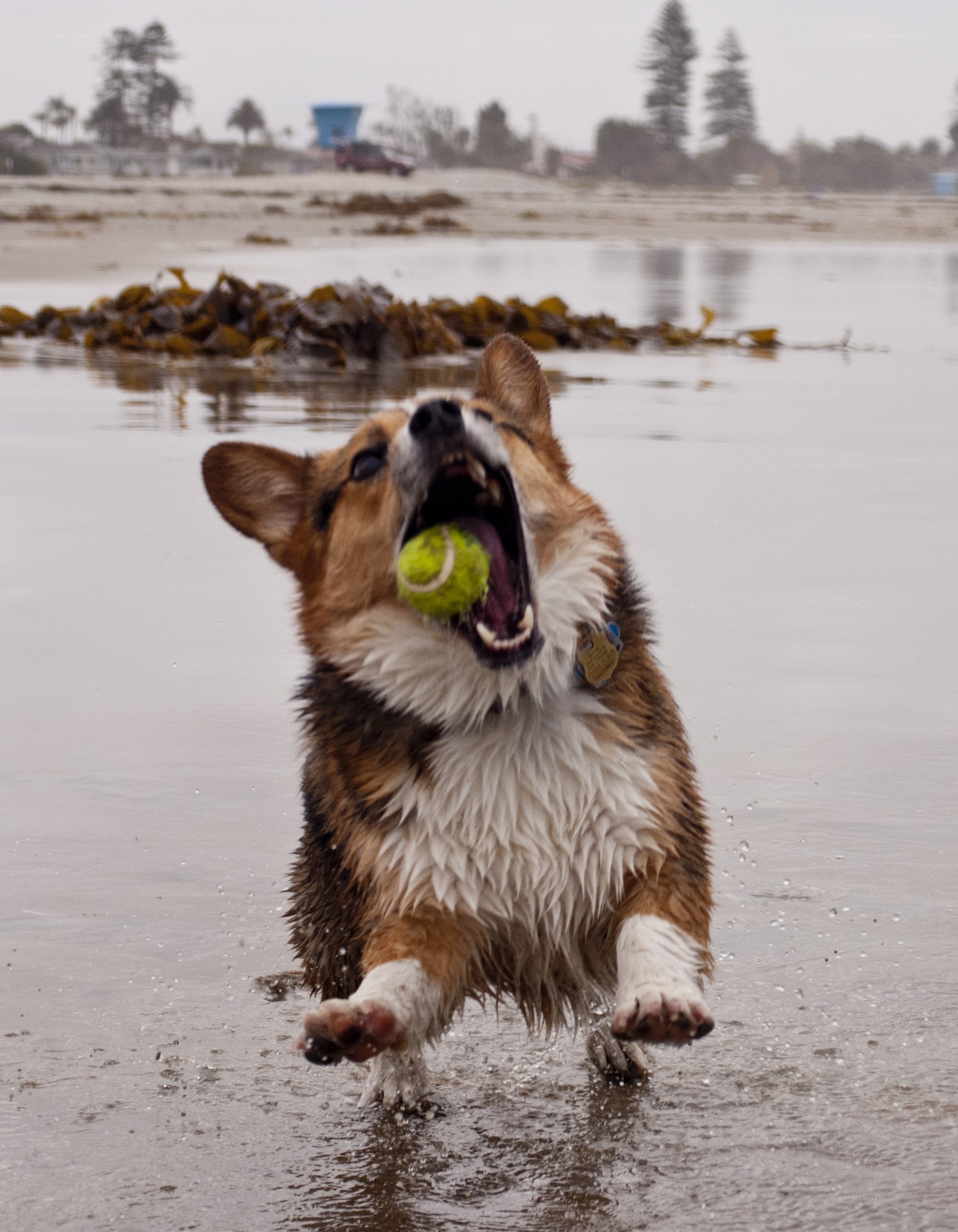 dog catching tennis ball