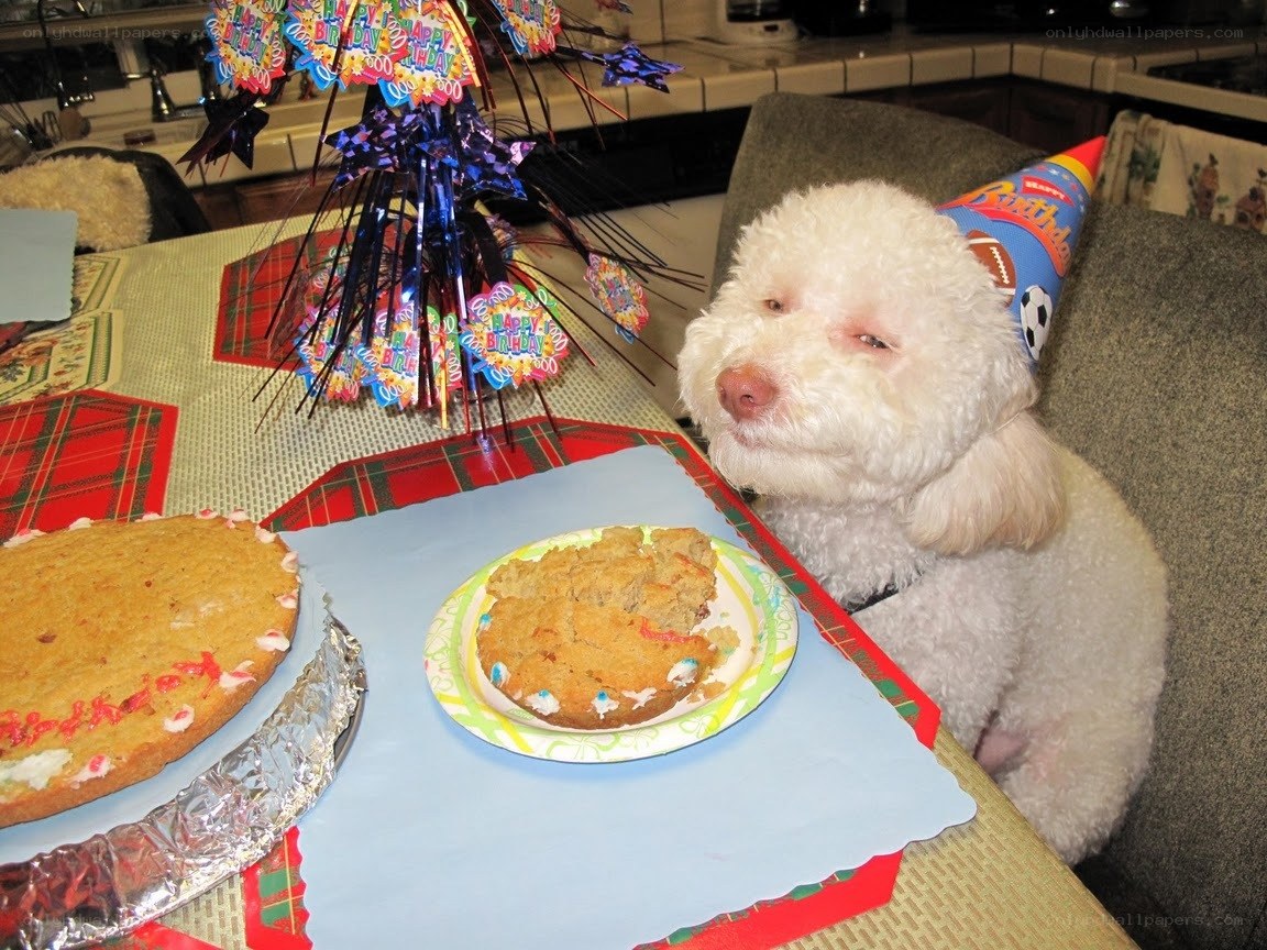 dog celebrating birthday