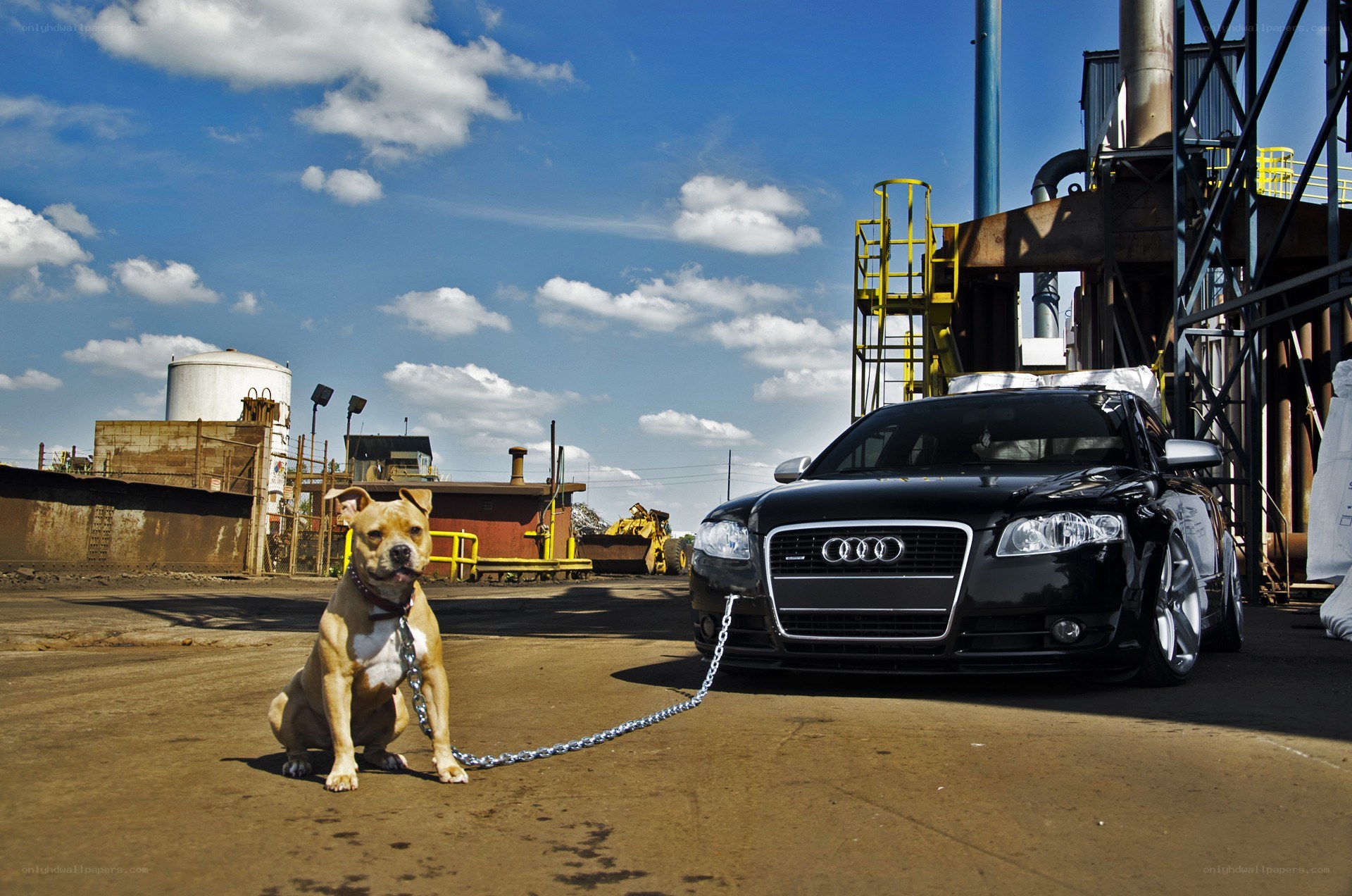 Dog chained to a car