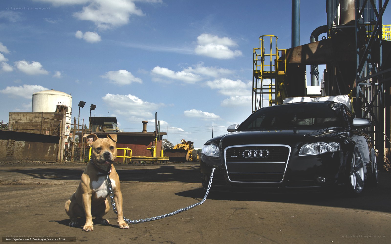 Dog chained to a car