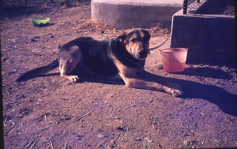 dog chained to a post