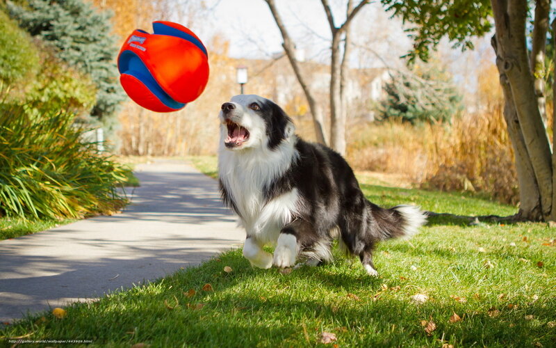 dog chasing a ball