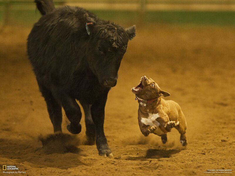 Dog chasing a bull