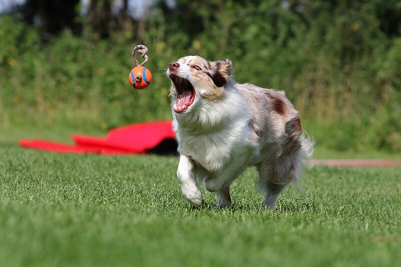 Dog Chasing Ball