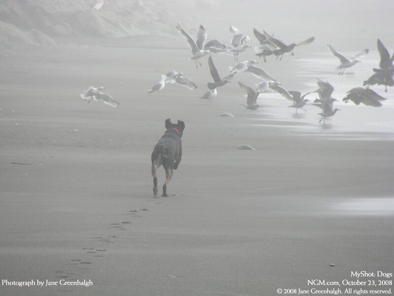 Dog chasing birds on beach