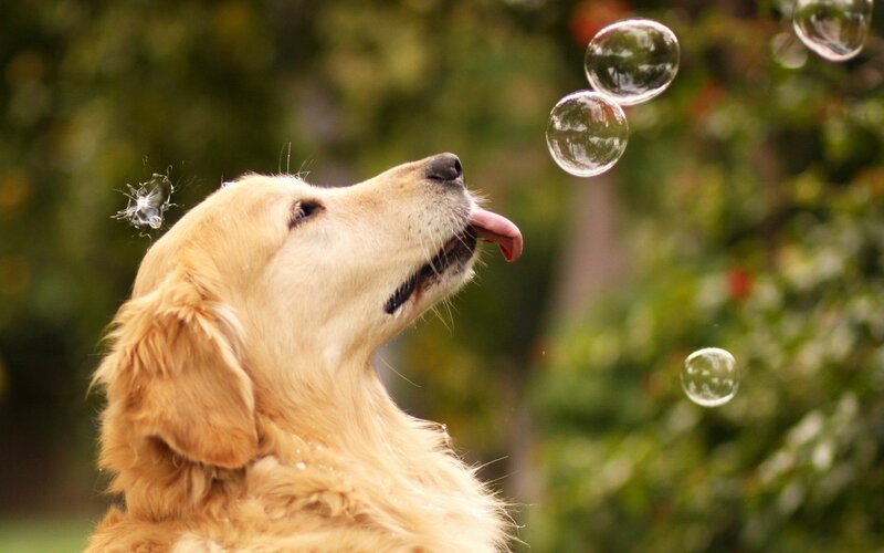 dog chasing bubbles