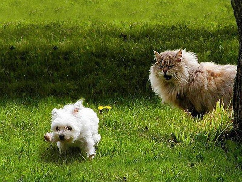 dog chasing cat in grass