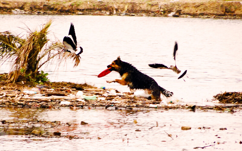 Dog chasing frisbee near water