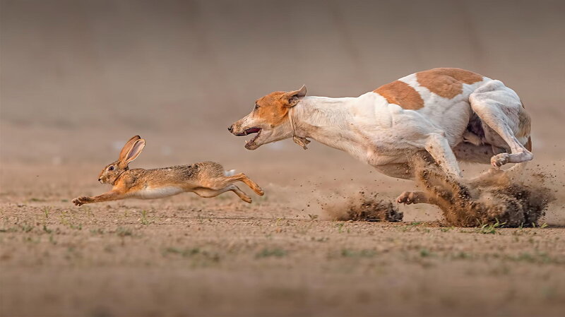 Dog Chasing Hare