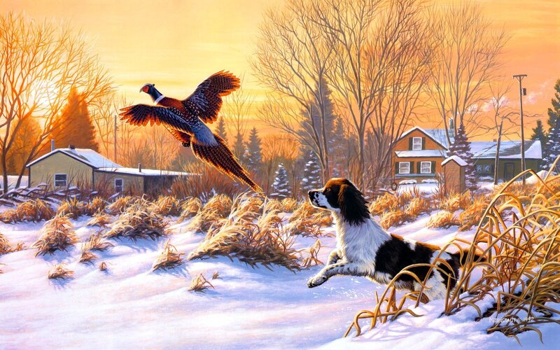 Dog chasing pheasant in snow