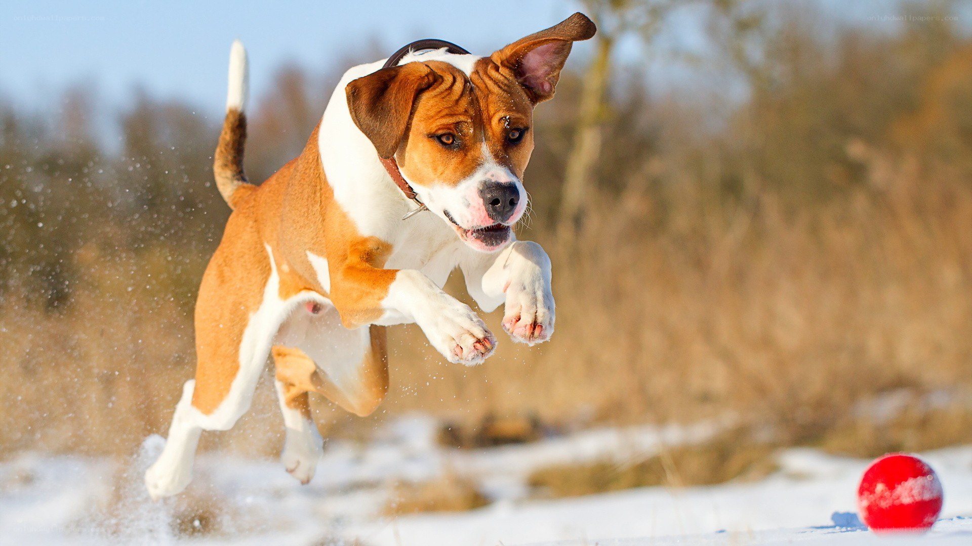 dog chasing red ball in snow