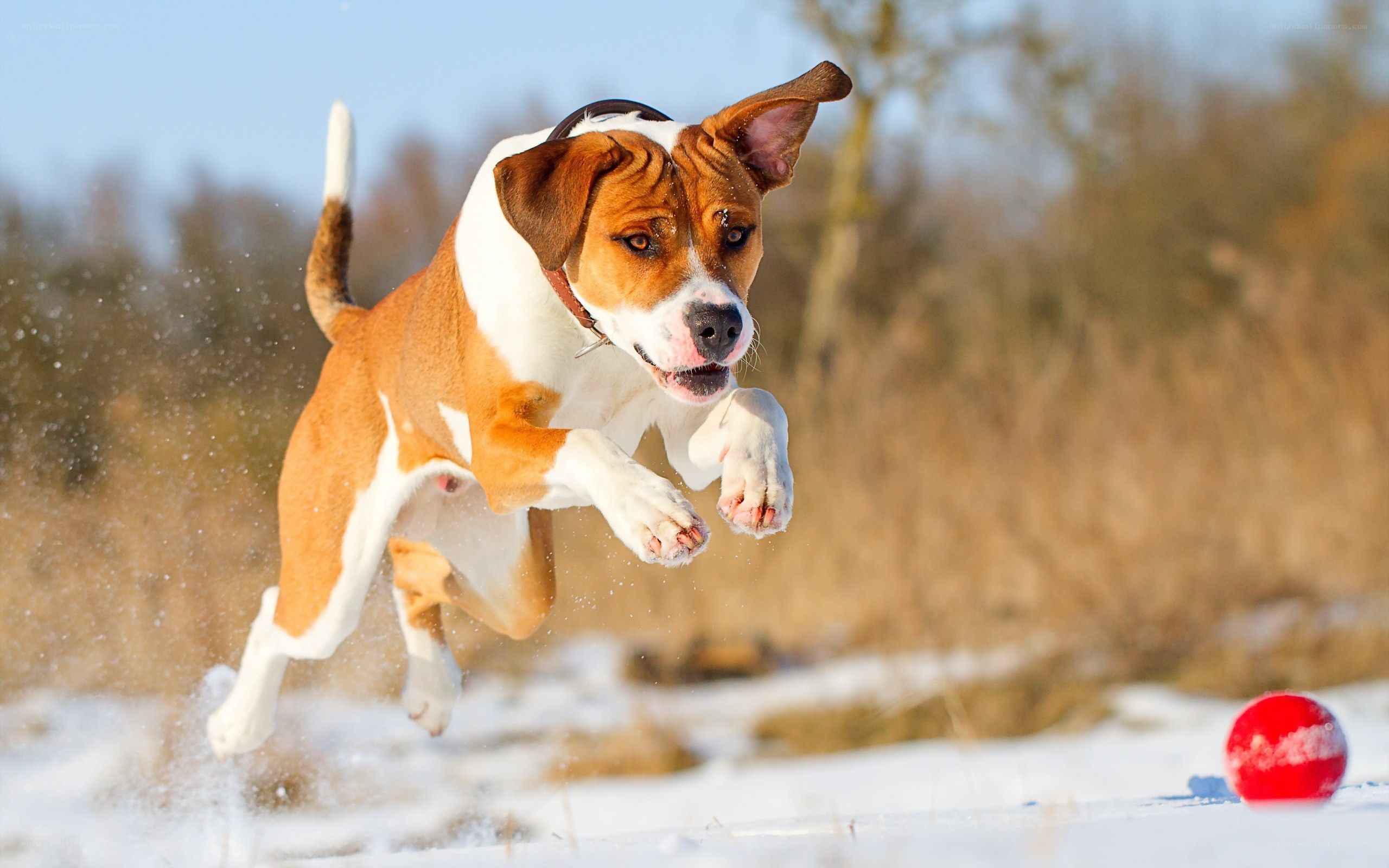 dog chasing red ball in snow