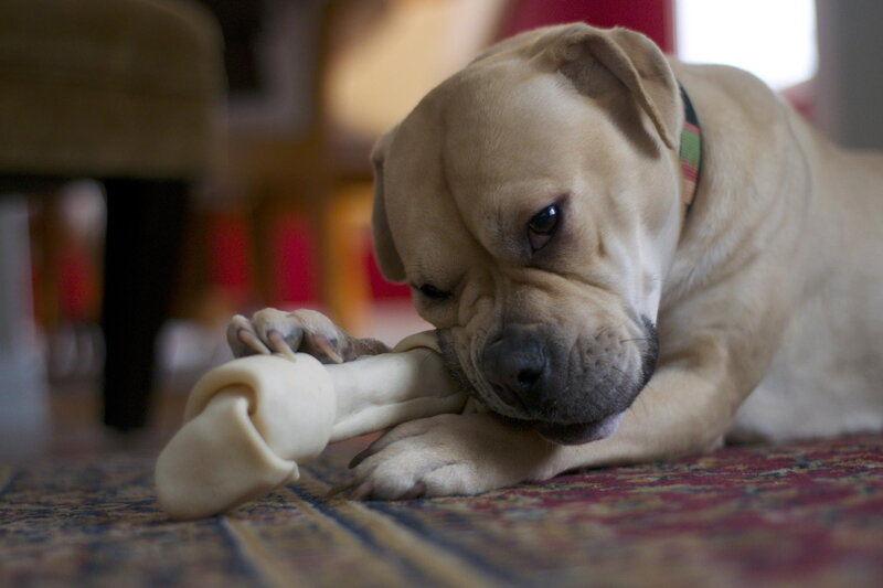 Dog Chewing Bone